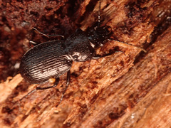 Pterostichus aethiops