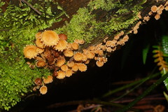 Pholiota squarrosipes