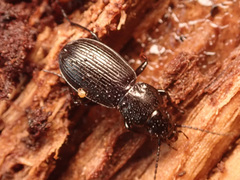 Pterostichus aethiops