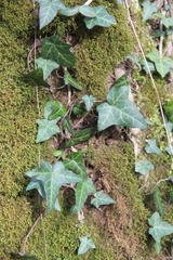 Hedera caucasigena