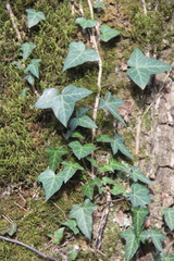 Hedera caucasigena