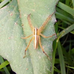 Neoctenus