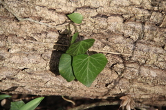 Hedera caucasigena