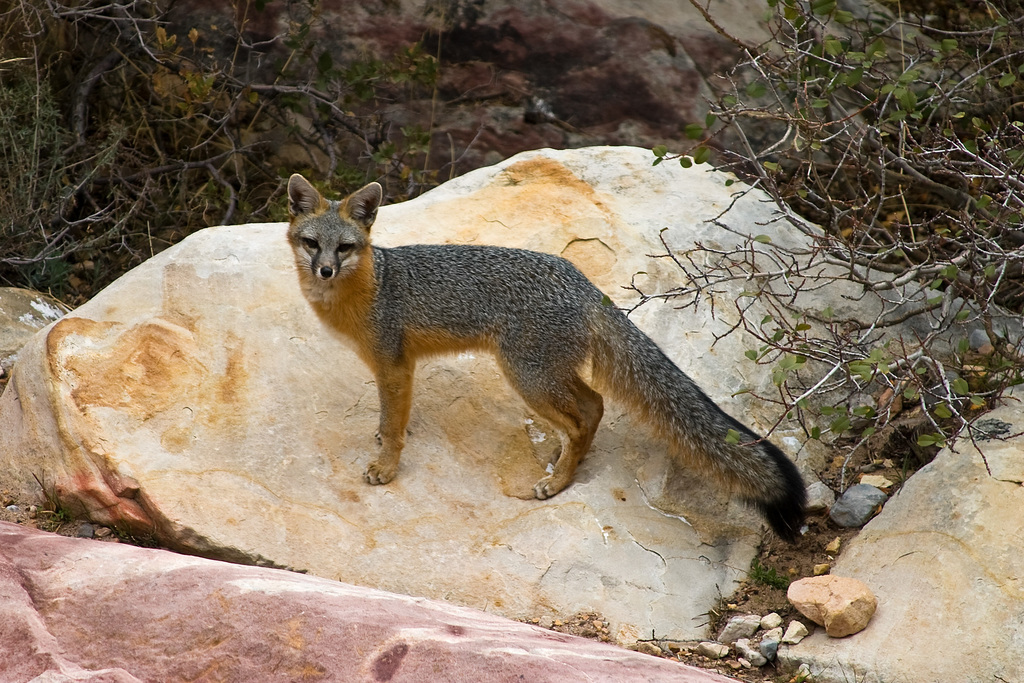 Gray Fox (Animal Tracks and Signs by Beartracker Wildlife Tracking) ·  iNaturalist