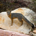 Arizona Gray Fox - Photo (c) James Marvin Phelps, some rights reserved (CC BY-NC)