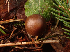 Mycena plumipes