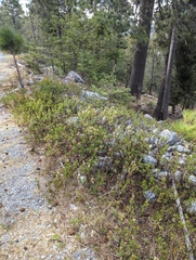 Ageratina campyloclada