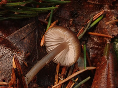 Mycena plumipes
