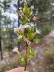 Ageratina campyloclada