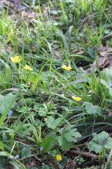 Ranunculus constantinopolitanus