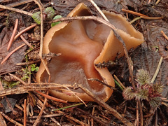 Peziza echinospora