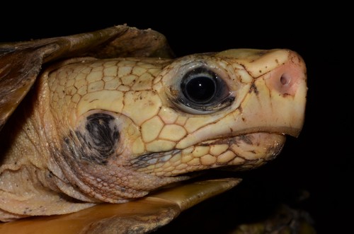 Eroded Hingeback Tortoise