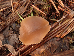 Peziza echinospora