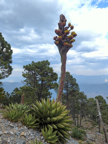 Agave gentryi