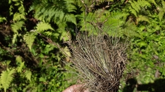 Image of Tillandsia filifolia