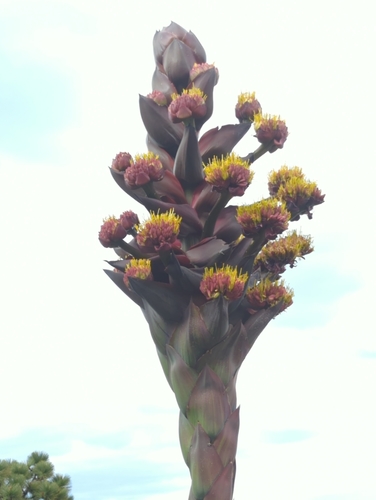 Agave gentryi