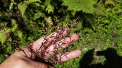 Tillandsia filifolia