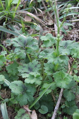 Ranunculus constantinopolitanus