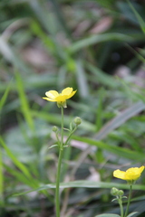Ranunculus constantinopolitanus