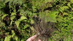 Tillandsia filifolia