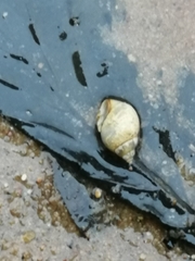 Bithynia tentaculata