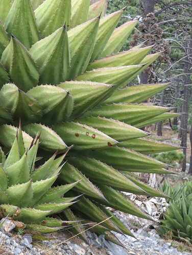 Agave gentryi
