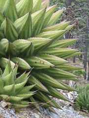 Colletotrichum agaves