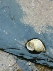 Bithynia tentaculata