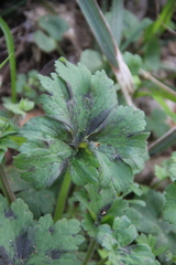 Ranunculus constantinopolitanus
