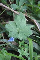 Ranunculus constantinopolitanus