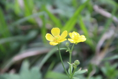 Ranunculus constantinopolitanus