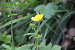 Ranunculus constantinopolitanus