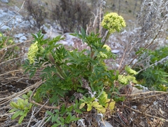 Arracacia schneideri