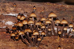Mycena mulawaestris