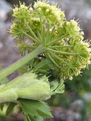 Arracacia schneideri
