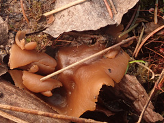Peziza echinospora