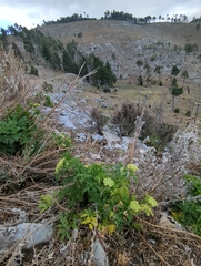 Arracacia schneideri