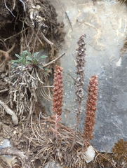 Villadia aristata
