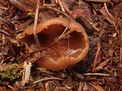 Peziza echinospora