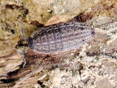 Proporcellio pusillus