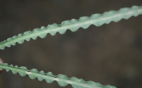 Drimia purpurascens