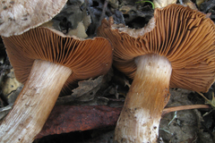 Cortinarius regalis