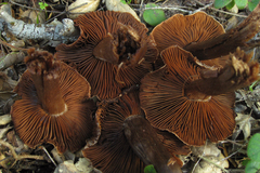 Cortinarius regalis