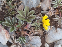 Potentilla leonina