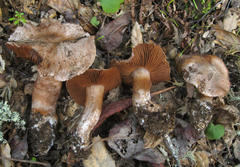 Cortinarius regalis