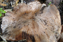 Cortinarius regalis