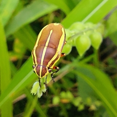 Agonosoma flavolineatum