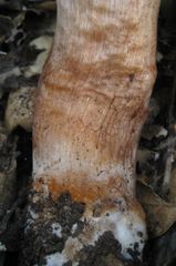 Cortinarius regalis