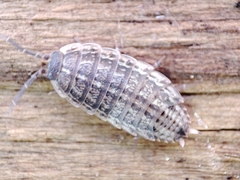 Proporcellio pusillus