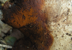 Cortinarius regalis